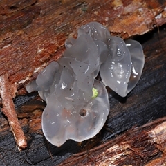 Tremella fuciformis at Paddys River, ACT - 28 May 2025 12:44 PM