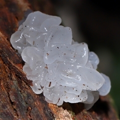 Tremella fuciformis at Paddys River, ACT - 28 May 2025 12:44 PM