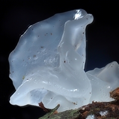 Tremella fuciformis at Paddys River, ACT - 28 May 2025 12:44 PM