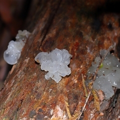 Tremella fuciformis at Paddys River, ACT - 28 May 2025 12:44 PM