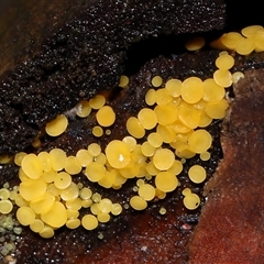 Bisporella citrina (Yellow Fairy Cups or Lemon Discos) at Paddys River, ACT - 28 May 2025 by TimL