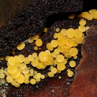 Bisporella citrina (Yellow Fairy Cups or Lemon Discos) at Paddys River, ACT - 28 May 2025 by TimL