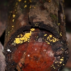 Bisporella citrina at Paddys River, ACT - 28 May 2025 11:46 AM