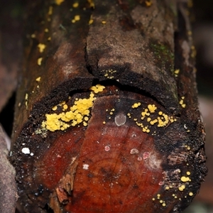Bisporella citrina at Paddys River, ACT - 28 May 2025 11:46 AM