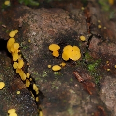 Bisporella citrina at Paddys River, ACT - 28 May 2025 11:46 AM