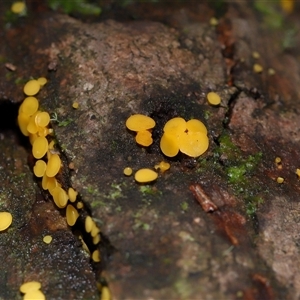 Bisporella citrina at Paddys River, ACT - 28 May 2025 11:46 AM