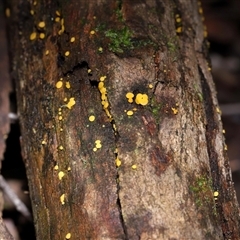 Bisporella citrina at Paddys River, ACT - 28 May 2025 11:46 AM