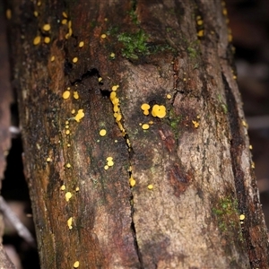 Bisporella citrina at Paddys River, ACT - 28 May 2025 11:46 AM