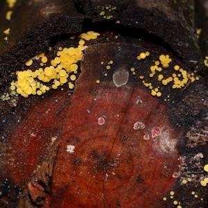 Bisporella citrina at Paddys River, ACT - 28 May 2025 11:46 AM