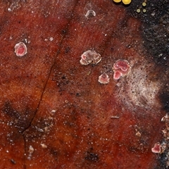 Unverified Other fungi on wood at Paddys River, ACT - 28 May 2025 by TimL