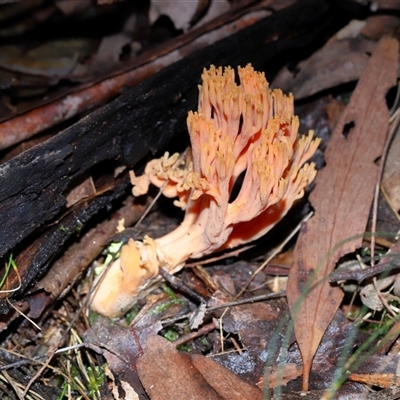 Unverified Coralloid fungus, markedly branched at Paddys River, ACT - 28 May 2025 by TimL