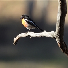 Petroica boodang (Scarlet Robin) at Kambah, ACT - 29 May 2025 by LineMarie
