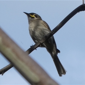 Caligavis chrysops at Ballyroe, NSW - 1 Apr 2024 by TwoRivers