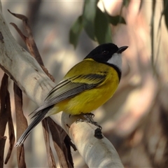 Pachycephala pectoralis (Golden Whistler) at Kambah, ACT - 29 May 2025 by LineMarie