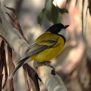 Pachycephala pectoralis at Kambah, ACT - Yesterday by LineMarie