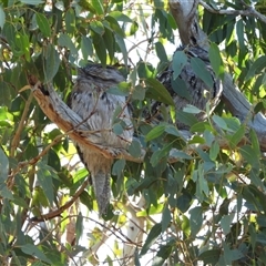 Podargus strigoides (Tawny Frogmouth) at Kambah, ACT - 29 May 2025 by LineMarie