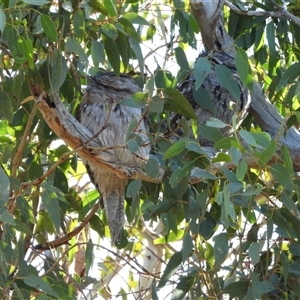 Podargus strigoides at Kambah, ACT - Yesterday by LineMarie
