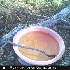 Melithreptus lunatus at Ballyroe, NSW - suppressed