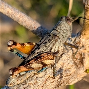 Unverified Grasshopper (several families) at Kakadu, NT - 18 May 2025 by HelenCross