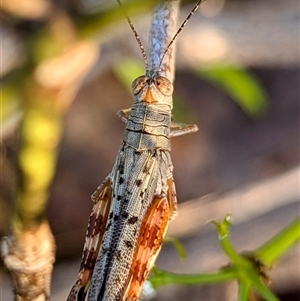 Aretza sp 5 at Kakadu, NT - 18 May 2025 05:40 PM