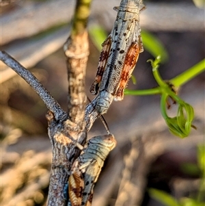 Aretza sp 5 at Kakadu, NT - 18 May 2025 05:40 PM