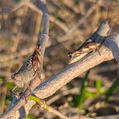 Aretza sp 5 at Kakadu, NT - 18 May 2025 05:40 PM