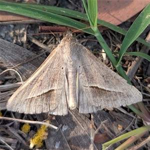 Mocis frugalis at Kakadu, NT - 18 May 2025 by HelenCross