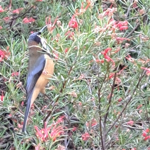 Acanthorhynchus tenuirostris (Eastern Spinebill) at Acton, ACT - Yesterday by abread111