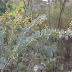 Acacia cultriformis (Knife Leaf Wattle) at Canberra, ACT - 24 Jul 2024 by MichaelBedingfield