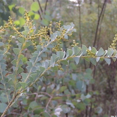 Acacia cultriformis (Knife Leaf Wattle) at Canberra, ACT - 24 Jul 2024 by MichaelBedingfield