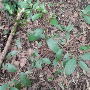 Cyclophyllum longipetalum at Pappinbarra, NSW - Yesterday by jonvanbeest