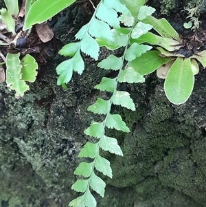 Asplenium polyodon at Pappinbarra, NSW - Yesterday by jonvanbeest
