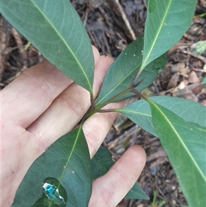 Rhodomyrtus psidioides at Pappinbarra, NSW - 27 May 2025 by jonvanbeest