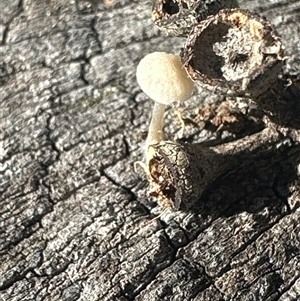 Unverified Cap on a stem; gills below cap [mushrooms or mushroom-like] at Bruce, ACT - Today by Leeluuanne