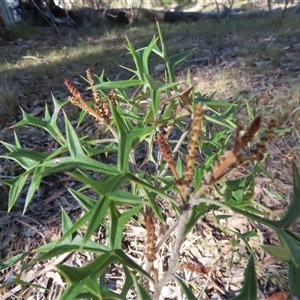 Grevillea sp. at Jerrabomberra, NSW - Today by SandraH