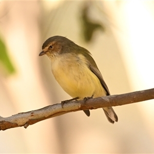 Unverified Bird at Strathnairn, ACT - Today by Thurstan