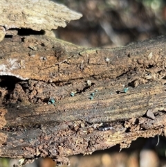 Chlorociboria (An elfcup fungus) at Bruce, ACT - Yesterday by Cspenc
