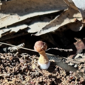 Unverified Fungus at Bruce, ACT - Today by Cspenc