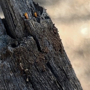 Unverified Fungus at Bruce, ACT - Today by Cspenc