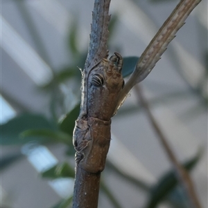 Unverified Stick insect (Phasmatodea) by jmcleod