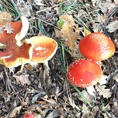 Amanita muscaria (Fly Agaric) at Acton, ACT - 27 May 2025 by dwise