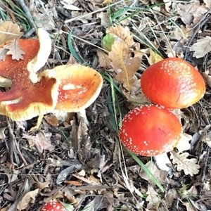 Amanita muscaria at Acton, ACT - 27 May 2025 by dwise