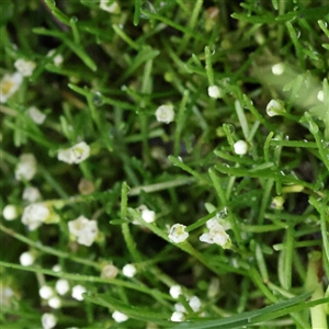 Unverified Other Wildflower or Herb at Lake George, NSW - 11 Mar 2025 by ConBoekel