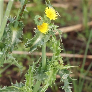 Unverified Other Wildflower or Herb at Lake George, NSW - 11 Mar 2025 by ConBoekel