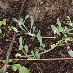 Unverified Other Wildflower or Herb at Lake George, NSW - 11 Mar 2025 by ConBoekel