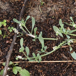 Unverified Other Wildflower or Herb at Lake George, NSW - 11 Mar 2025 by ConBoekel