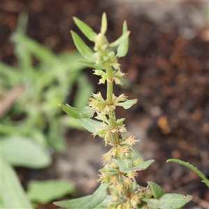 Unverified Other Wildflower or Herb at Lake George, NSW - 11 Mar 2025 by ConBoekel