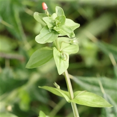 Lysimachia arvensis (Scarlet Pimpernel) at Lake George, NSW - 11 Mar 2025 by ConBoekel