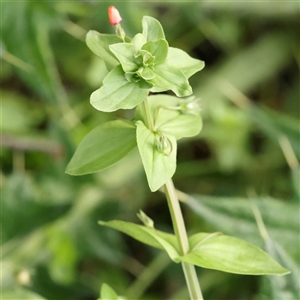 Unverified Other Wildflower or Herb at Lake George, NSW - 11 Mar 2025 by ConBoekel
