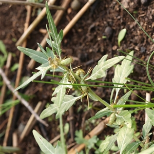 Unverified Other Wildflower or Herb at Lake George, NSW - 11 Mar 2025 by ConBoekel